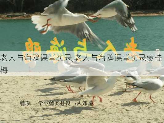 老人与海鸥课堂实录,老人与海鸥课堂实录窦桂梅-第2张图片-安安范文网