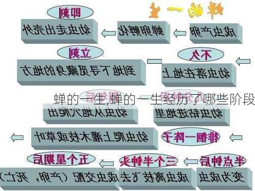 蝉的一生,蝉的一生经历了哪些阶段-第1张图片-安安范文网