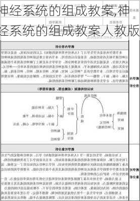 神经系统的组成教案,神经系统的组成教案人教版-第1张图片-安安范文网