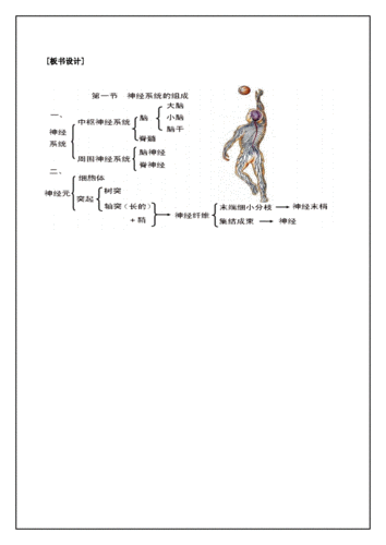 神经系统的组成教案,神经系统的组成教案人教版-第3张图片-安安范文网